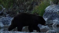 MS/SLOMO  shot of a male black bear (Ursus americanus) walking across a stream at dusk Stock Footage