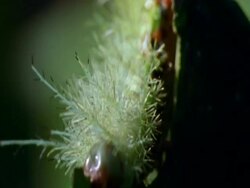 CU pull focus, tilt along body to Spiny Caterpillar to head, munching along leaf edge, Costa Rica Stock Footage
