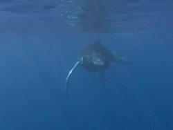 Humpback Whale Stock Footage