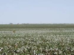 WS View of endless cotton field / New Mexico, United States Stock Footage