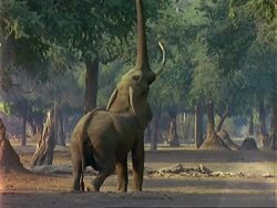 African Elephant (Loxodonta africana), MCU elephant stretches up to pull leaves off tree with trunk and eats Stock Footage
