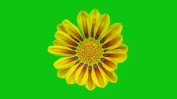 Sun Flower - Gazania blooming in a time lapse video on a green background. Alpha channel included. Stock Footage