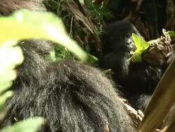 A gorilla eating while another one observes him Stock Footage