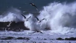 SLO MO, PAN seagulls flying over ocean Stock Footage