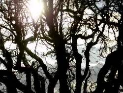 Sunlight Stock Footage