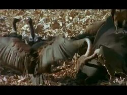 White backed Vultures (Gyps bengalensis) on Gaur (Bos gaurus) carcass, Nagarahole, Southern India Stock Footage