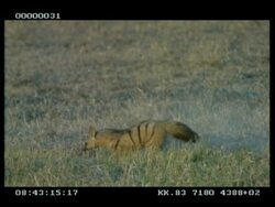 MS Aardwolf digging, runs off Stock Footage