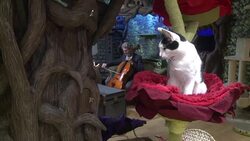 CLEAN : What a purr formance! Cellist creates album for cats News Clip