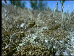 Bee Fly (Bombyliidae) hovering over bee holes firing eggs into them, Sonoran desert, USA Stock Footage