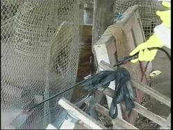 New bird flu outbreak discovered in Thailand News Clip