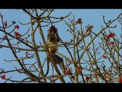 MS Langur Monkey, eating red flowers from red silk cotton tree, Nagarahole National Park, India Stock Footage