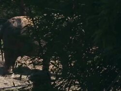 Smithsonian National Zoo Re-Opens After Government Shutdown Stock Footage