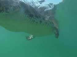 Low Angle tracking-left tracking-right - A crocodile swims past point of view underwater / Australia Stock Footage