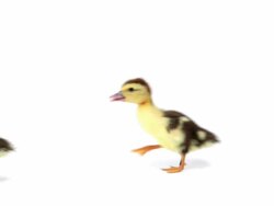 Duckling Stock Footage