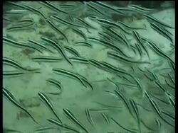 Juvenile Stripy Catfish feeding on reef, Derawan, Celebes Sea, Indonesia Stock Footage