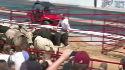 VOICED - Toros, de Pamplona a Petersburg News Clip