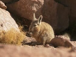 MS Shot of Viscacha, Lagidium viscacia nibbling and grooming in high Andes mountains / San Pedro de Atacama, Norte Grande, Chile Stock Footage