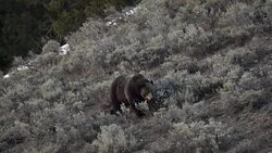 WS shot of a large grizzly (Ursus arctos) walking through the sagebrush in early spring Stock Footage