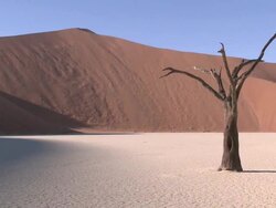 Tree trunk in barren scene, Dead Vlei, Namib-Naukluft, Namibia Stock Footage