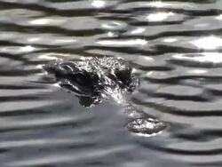 Alligator Stock Footage