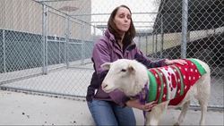 Festively dressed sheep caught on the lam News Clip