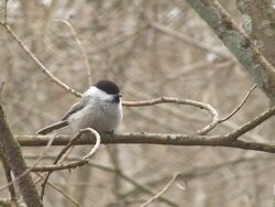 Marsh Tit Landing on the Branch Stock Footage