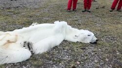 A male Polar Bear (Ursus maritimus) starved to death as a consequence of climate change. Stock Footage