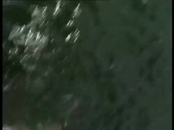 High angle shot of Peales Dolphin, Lagenorhynchus australis, swimming through sea, Antarctica Stock Footage