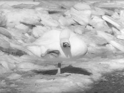 Animals at  Shubenscadie Wildlife Park Stock Footage