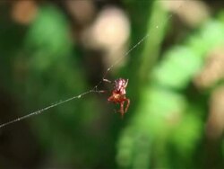 Arrowhead Orb Weaver Weaves A Strong Web String Support Line Stock Footage