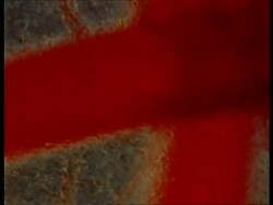 BCU blood flow along vessels of chick embryo Stock Footage