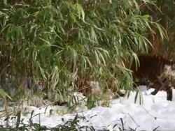 Animals At Washington's National Zoo Enjoy The Winter Weather Stock Footage