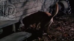 Fox farm hut in the woods, 1908 - reenactment Stock Footage