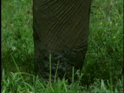 CU Indian Elephant, Elephas maximus, legs walking through mud, Western Ghats, India Stock Footage