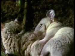 CU male and female Grey short-tailed Opossum mating, female struggling, tilt down Stock Footage