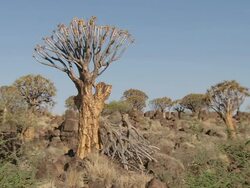 MS View of Baobab trees amongst rocky landscape / Limpopo, South Africa Stock Footage