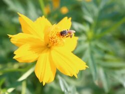 Bee on the flower Stock Footage