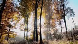 SLO MO Morning autumn dew in the forest Stock Footage