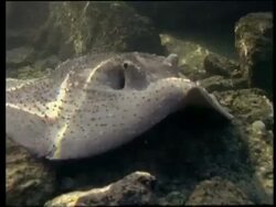 MCU Ray sitting on seabed Stock Footage