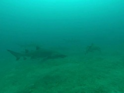 Sandtiger Ragtooth sharks, in clean water, North Carolina, Atlantic Ocean  Stock Footage
