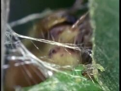 BCU Silkworm larvae, Bombyx mori, weaving silk Stock Footage