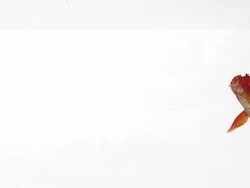 High speed Goldfish (Carassius auratus), swimming. White background 500fps Stock Footage