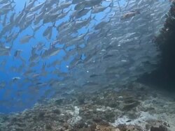 Large school of adult Bigeye Jacks (Caranx sexfasciatus) swimming at coral reef, profile, side view, Vaavu Atoll, The Maldives Stock Footage