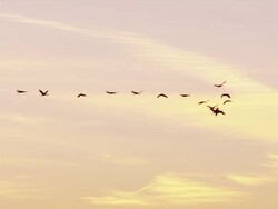 Flock of Sandhill Cranes fly at sunset. Stock Footage