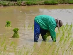 Rice seedlings Stock Footage