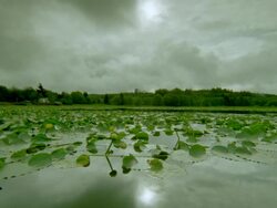 Lily pad covered lake with swirling storm clouds above + reflected in water / Oregon Stock Footage