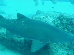 MS TS Shot of Several spotted ragged tooth sharks swimming with surge above reef with various fish including sea goldies and triggerfish / Sodwana Bay, KwaZulu Natal, South Africa Stock Footage