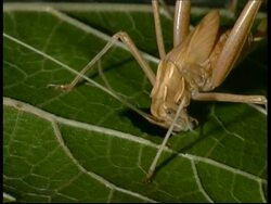 Grasshopper, eating leaf, CU, Israel Stock Footage