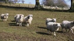 Herding Sheep Stock Footage