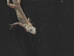 lizard on the mesh Stock Footage